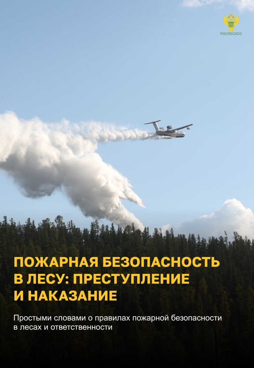 Правила поведения в лесу.
